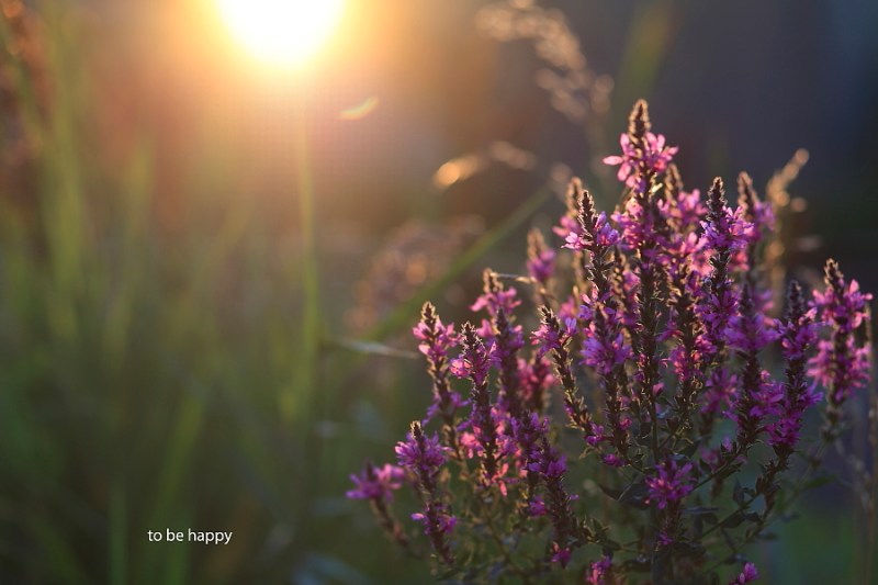 To Be Happy | © Ardean Peters